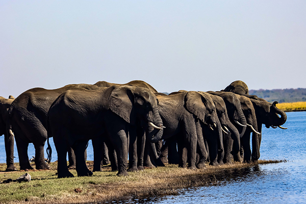 Chobe river front, elephants in the river banks